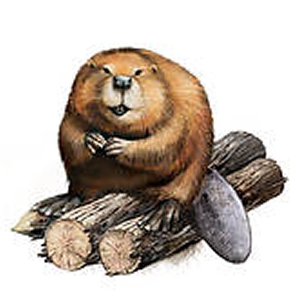 m_adult-beaver-sitting-on-logs-stock-illustration__k13176686.jpg